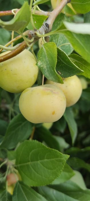 Продам яблочки ранетки