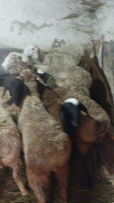 Бараны токтушки кой токты