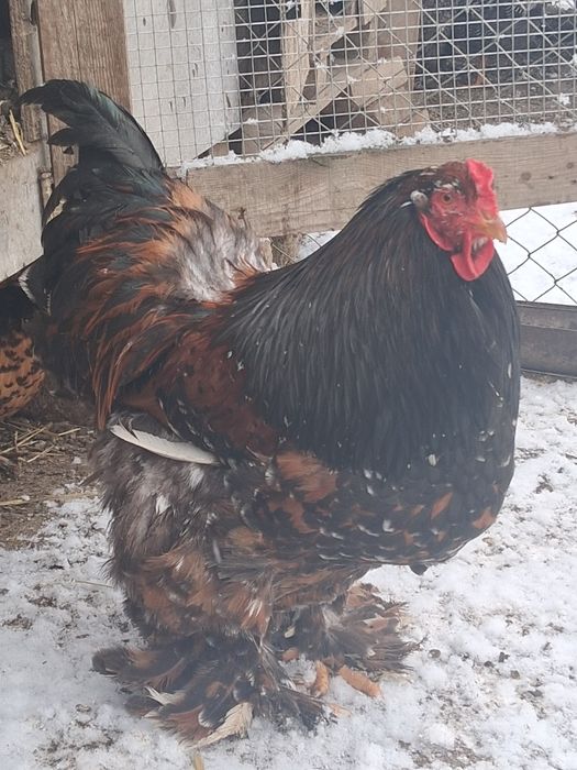 Vând sau schimb cocoși