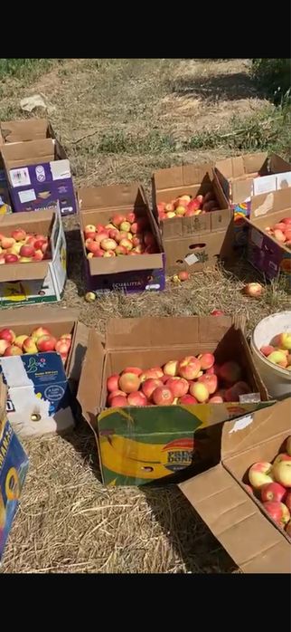 Яблоневый сад 5 га