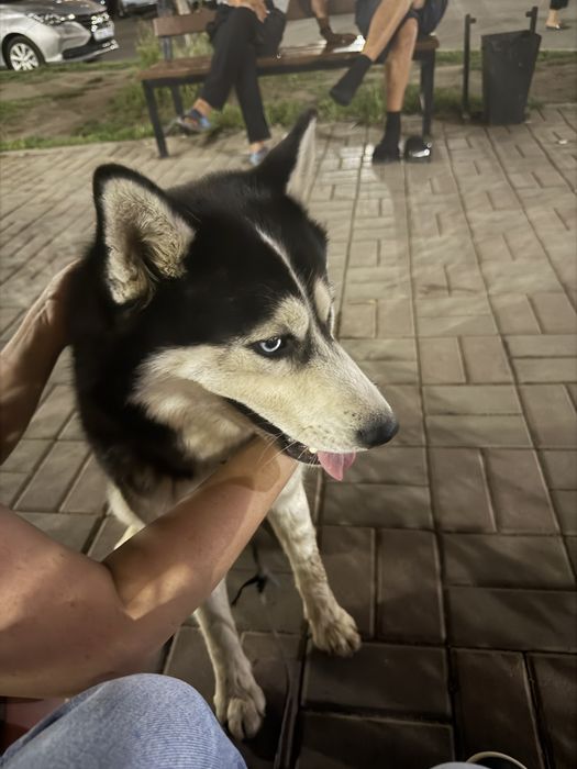 отдам собачку, порода Хаски