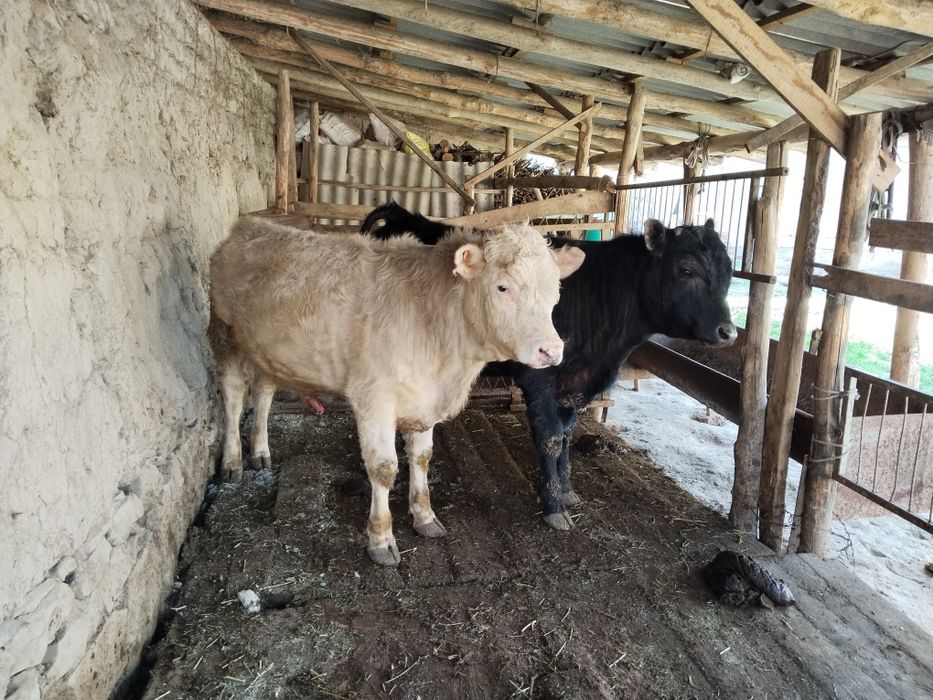 Angus va avlikol buqachalar sotiladi 10 oylik