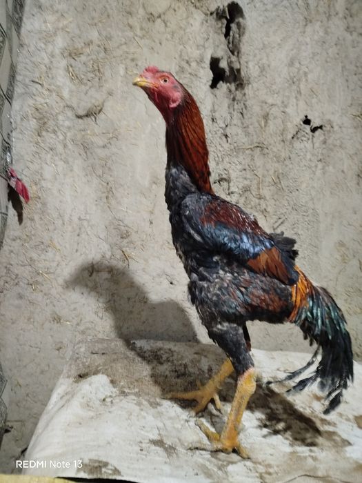 Kulangi zotdor xo'roz