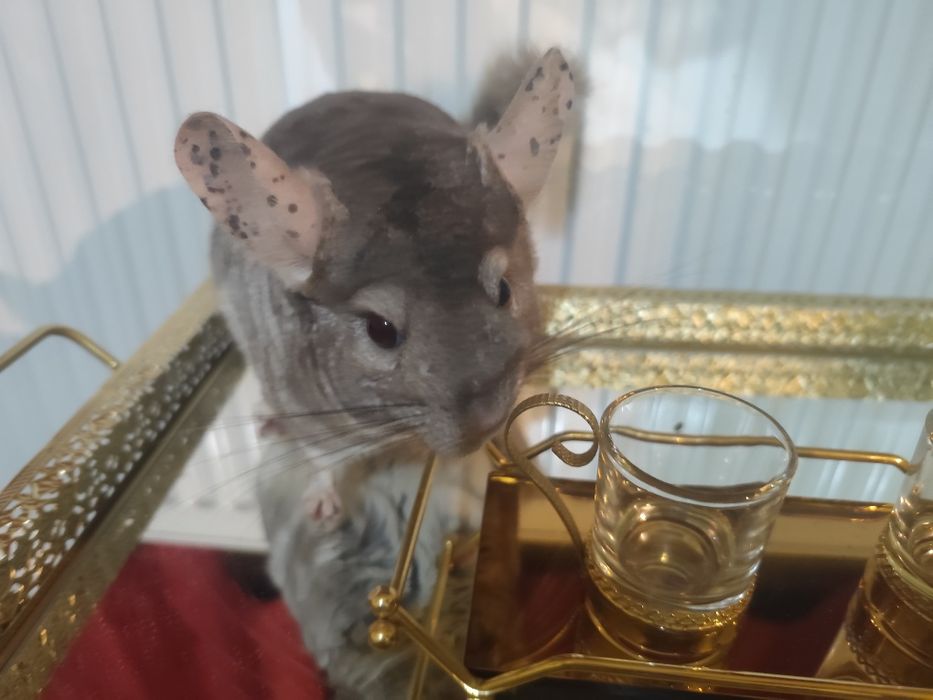 Chinchilla alba si brown velvet