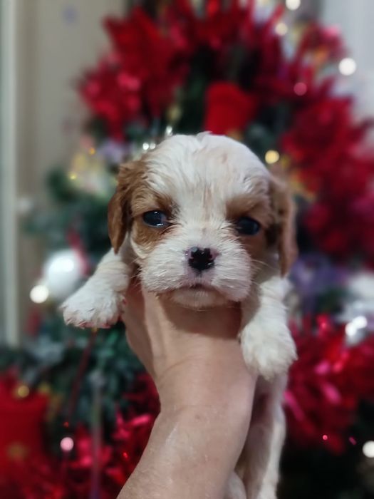 Кавалеры мальчишки