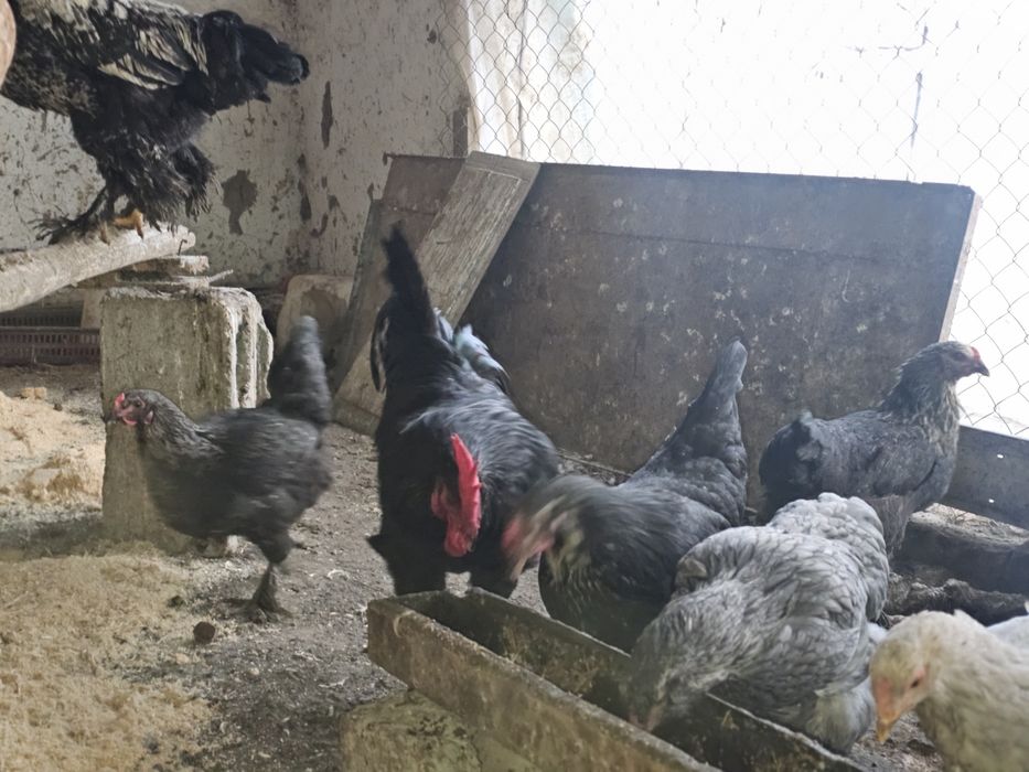 Брама товук ва хурозлари сотилади