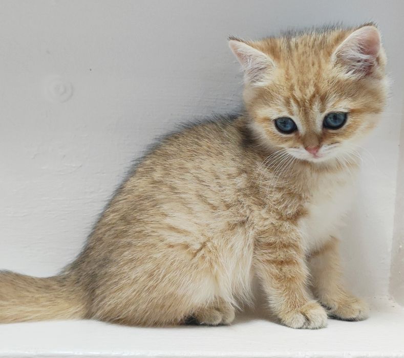 КоТики БриТансКие зоЛоТо