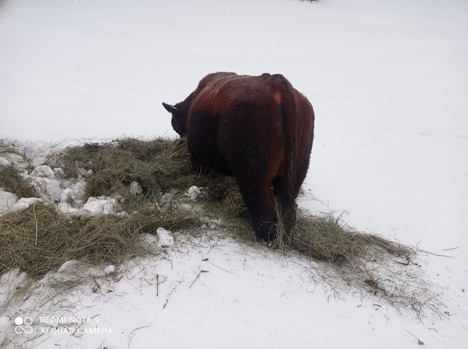 Vând taur Angus de doi ani