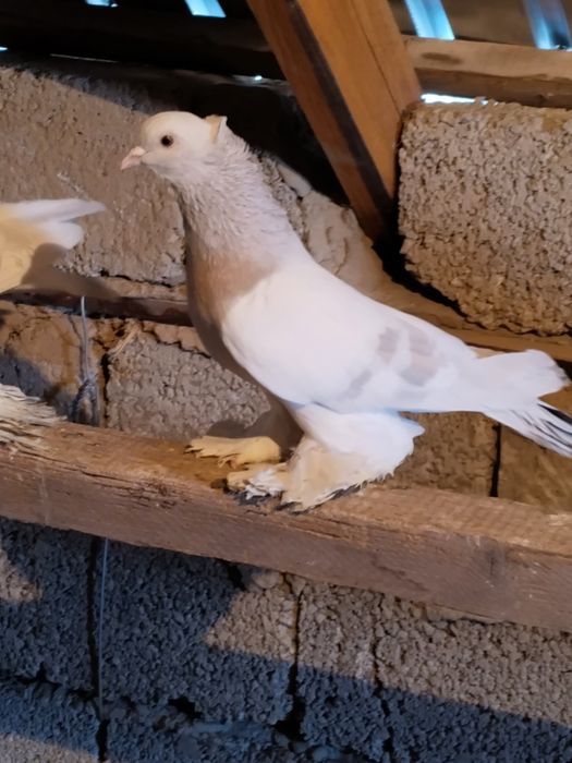 Голубь пепельный перс