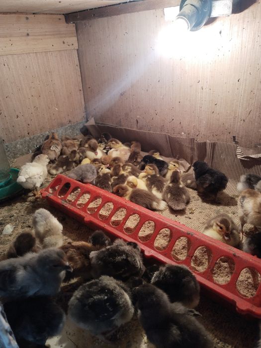 Продам Индоутят..