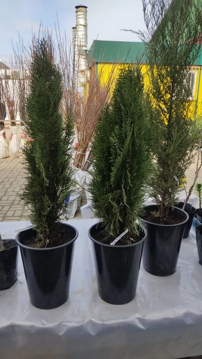 Саженцы атырау .