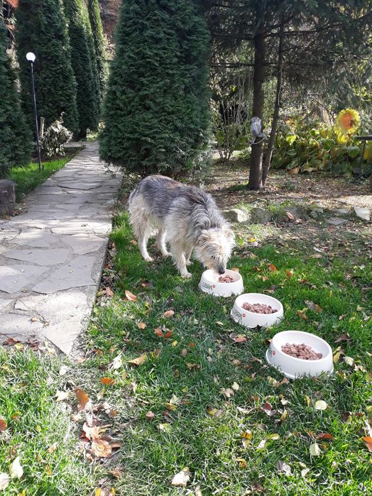 Petsitter dedicat, mare iubitoare de câini și pisici, cu 20 de ani de experiență asigur îngrijire și hrană, plimbari și mângâiere, joacă