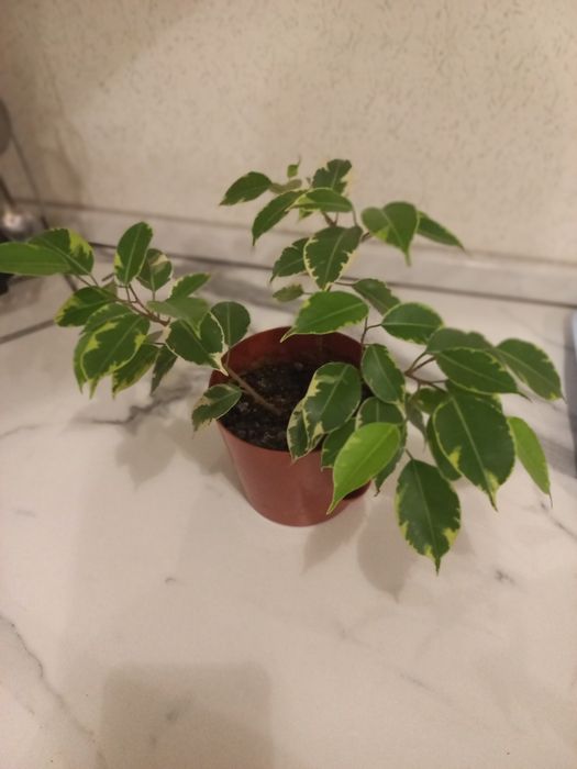 Продам цветы разновидность фикуса