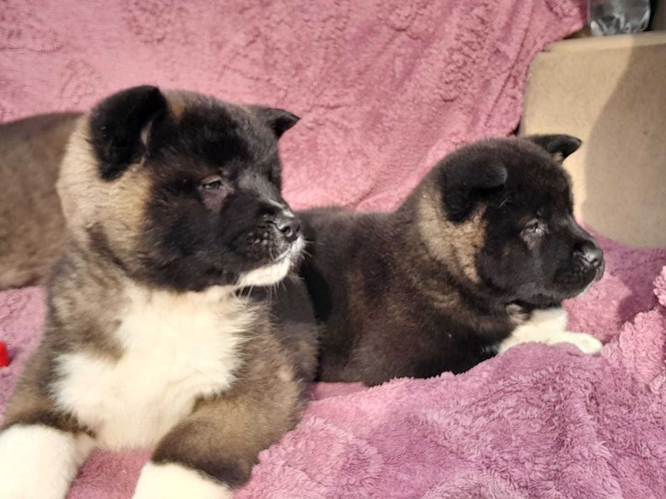 Щенки американской акиты, рассрочка Каспий,РЭД