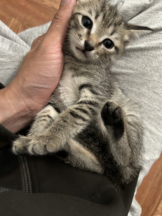 Котята полушотландки