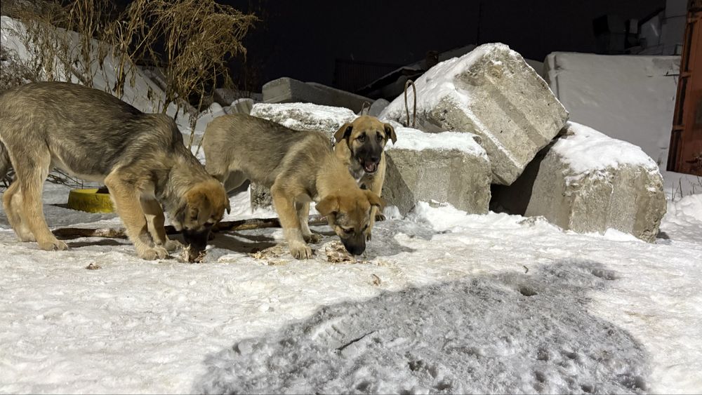 Три девочки родились на улице