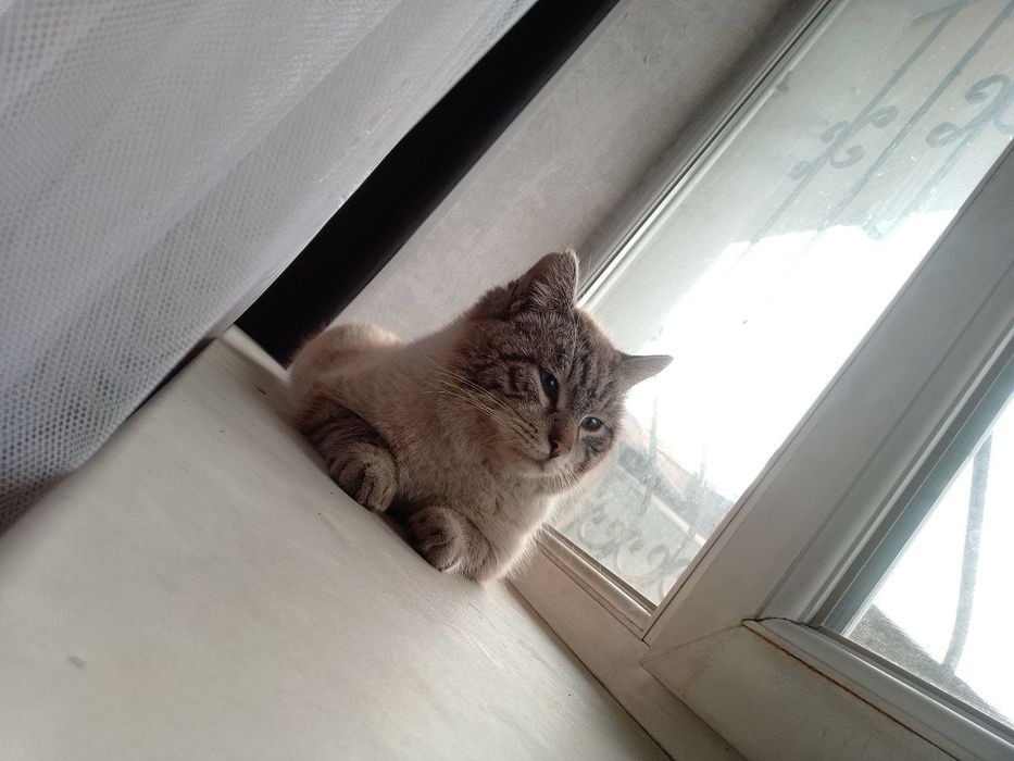 Пропал кот, просим о помощи