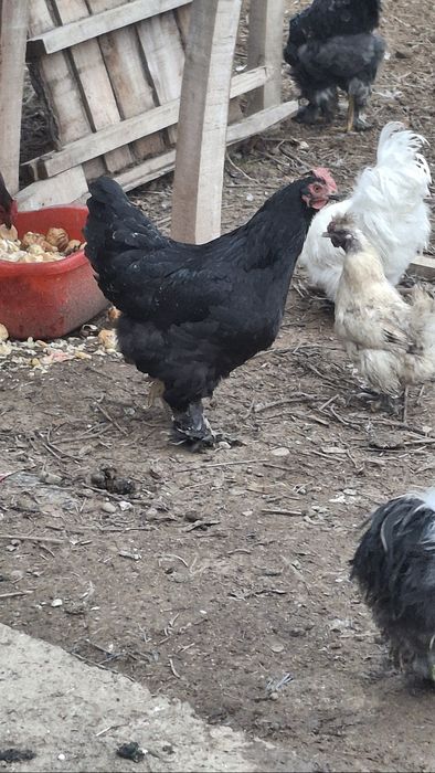 Damashni tovuqlar sotiladi