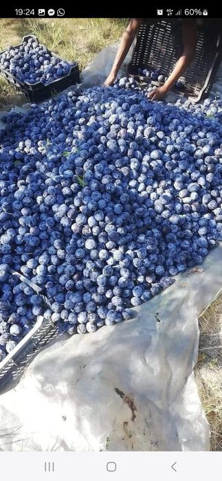Vindem prune în cantități mari și mici cu transport inclus preț real de producător românești copți și dulci!