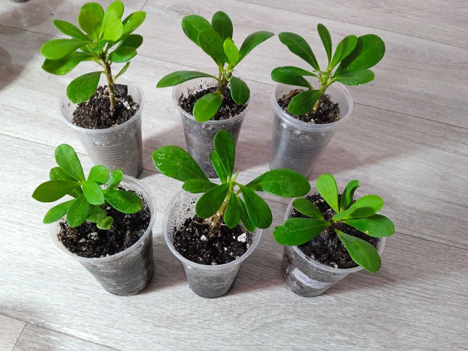 Продам эуфорбию.Молочай