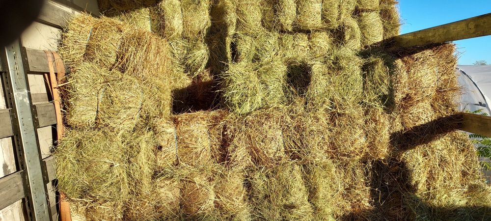 Lucernă,fân dreptunghiular, rotund!