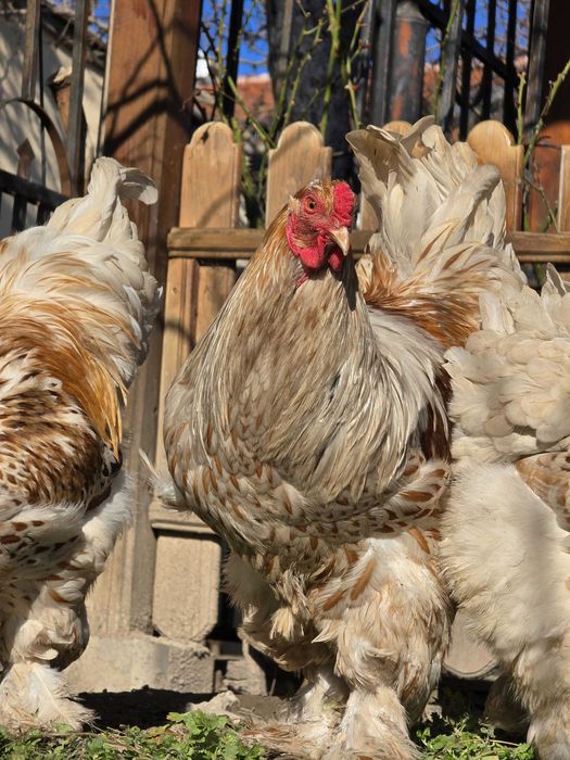 ЕЛИТНИ БРАМИ – Редки цветове от СЕЛЕКТИРАНИ линии