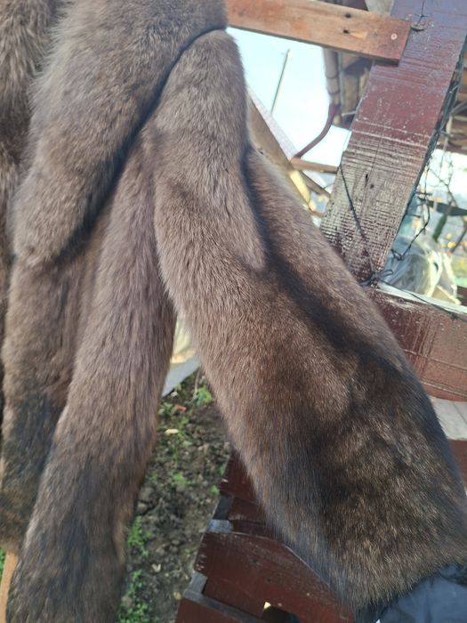 Haina dama vulpe polara