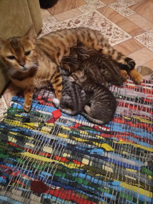 Красивые породистые котята