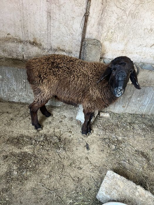 қой ұрғашы  қоой