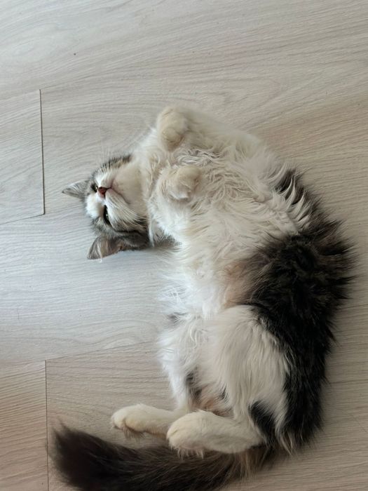 Отдам кошку в добрые руки