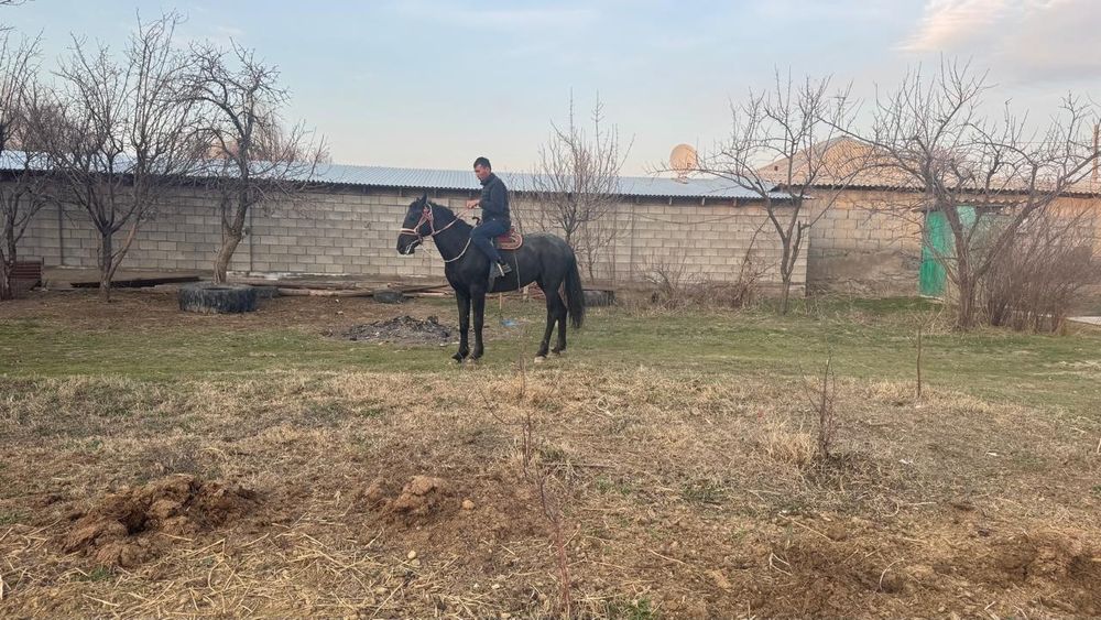 Жылқы дөнен шығар