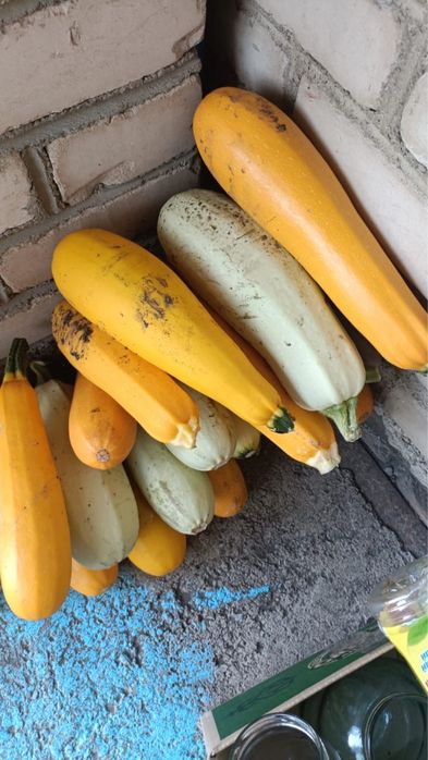 Продам кабачки свежие