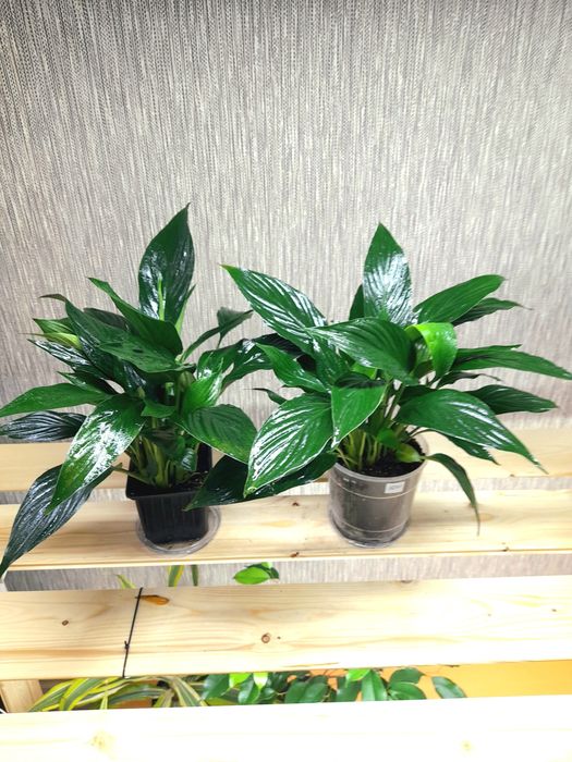 Продам Спатифиллум Сенсация