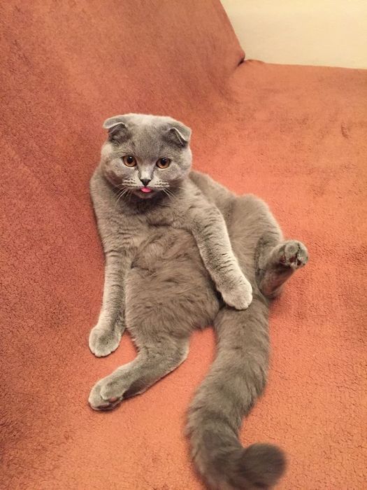 Assalomu alaykum mushuk yaxshi qoʻllarga sotiladi