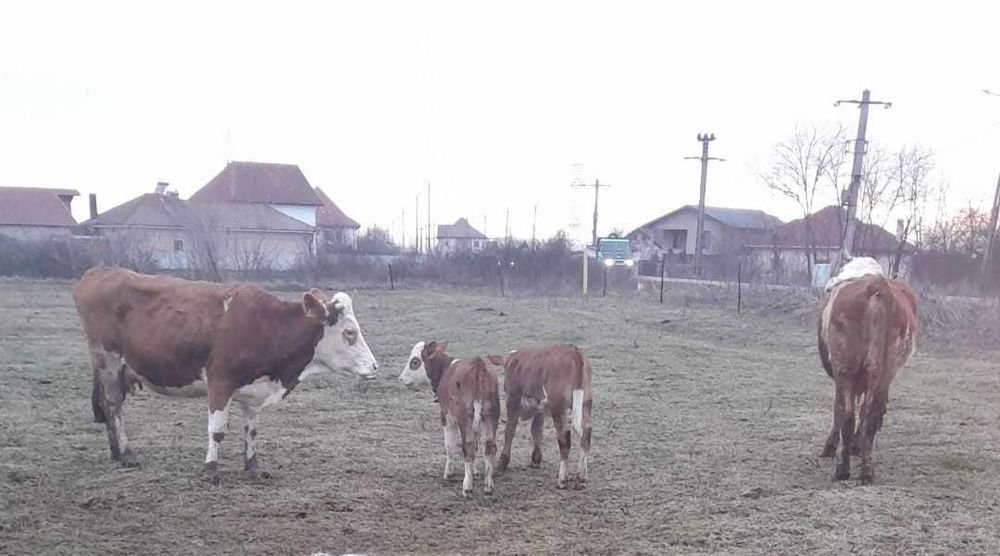 Vand 2 vaci de rasa Baltata Romaneasca fiecare, avand 2 vitele fiecare