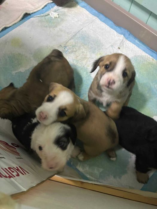 Продаем щенков таксы