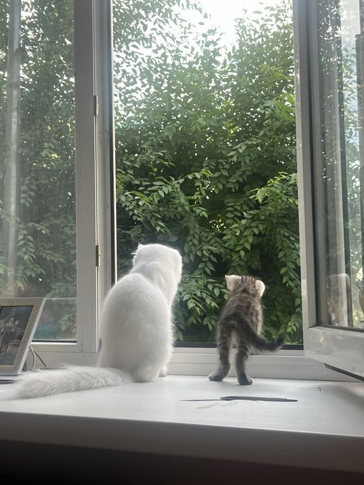 Отдам бесплатно котенки