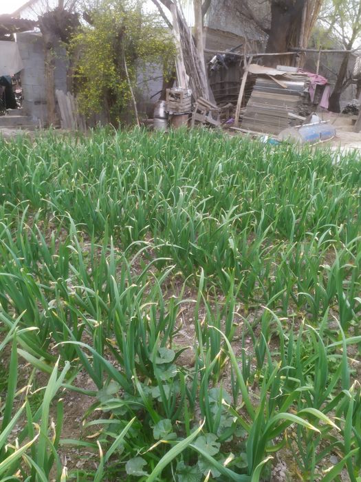 Koʻk chisnok кук чиснок