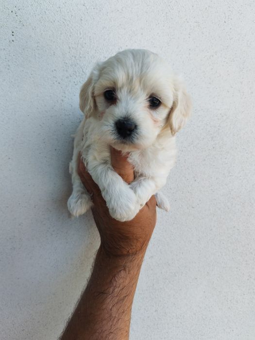 Fetița bichon maltez mini toy