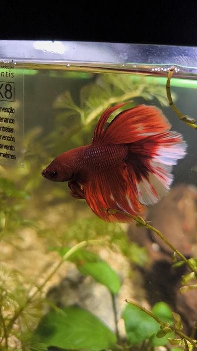 Peste betta splendid