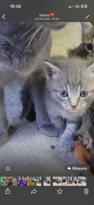 Pisici pentru adopție