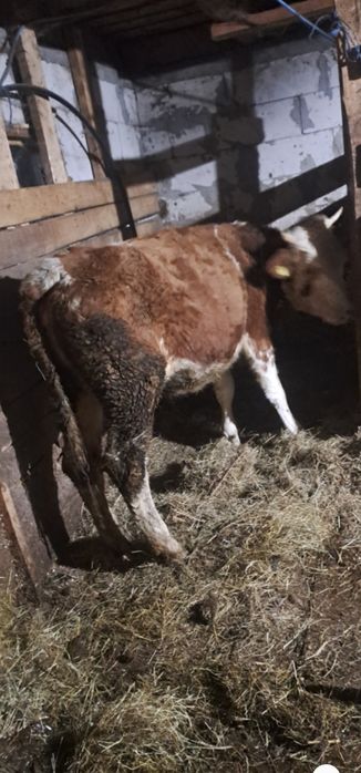 De vânzare 2 junici