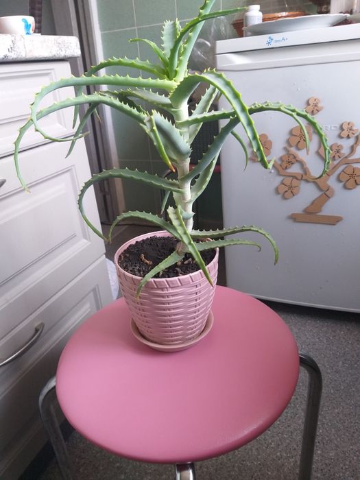 Алое лекарственное лечебное