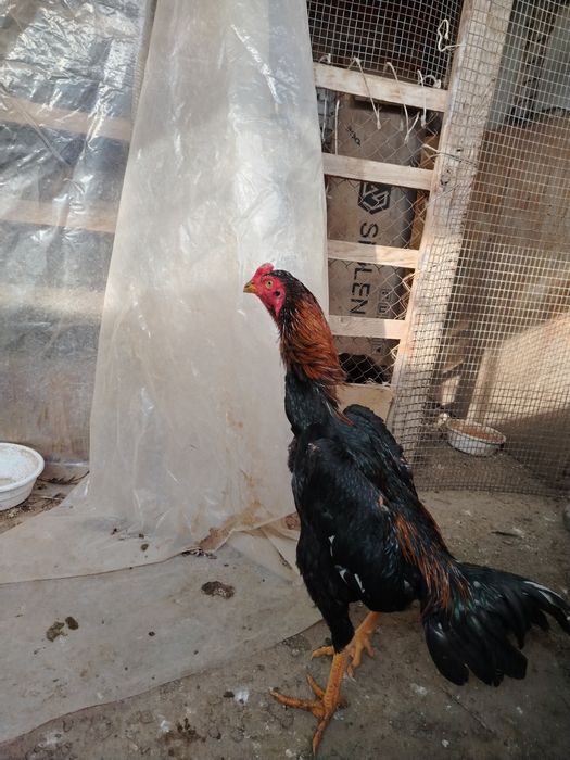 Жужа сотилади зотка