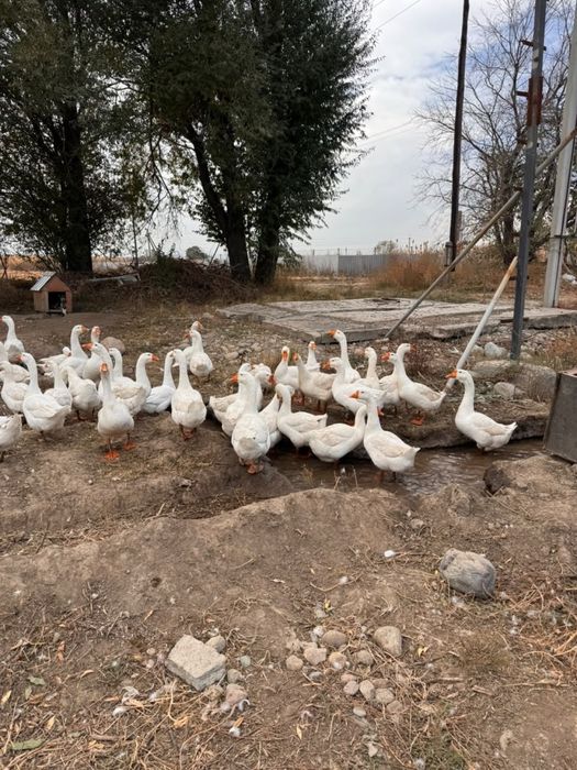 Продам гусей, самовывоз