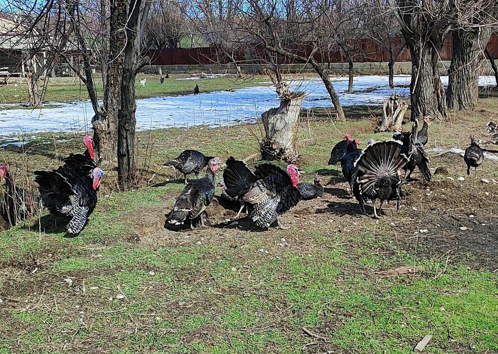 Индюки индюшки продаются