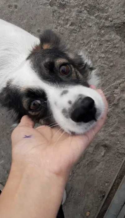 собачку-девочку отдадим в добрые руки