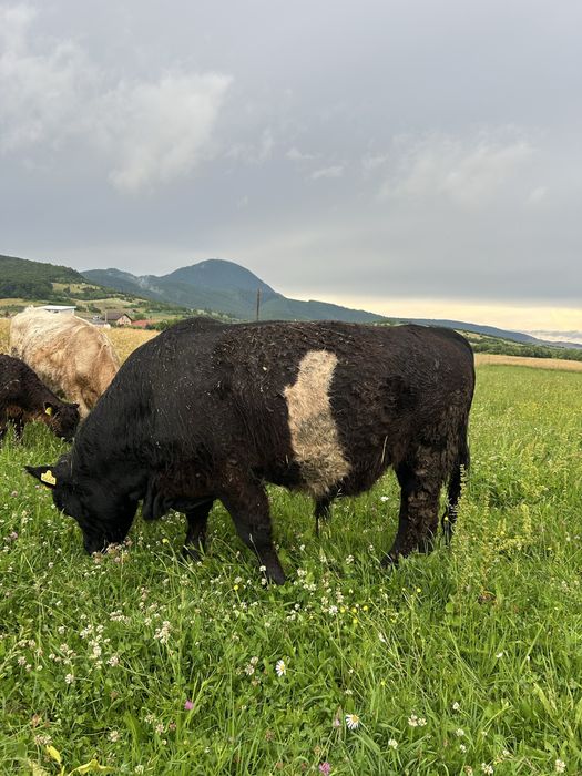 Vitel balted galloway