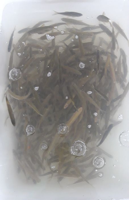 Мотыль, бармаш,  живец, опарыш