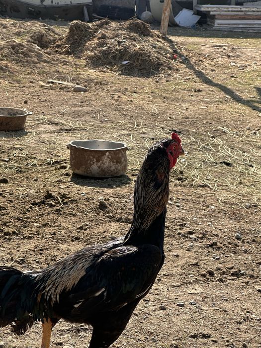 продам петушка за 50 тысяч